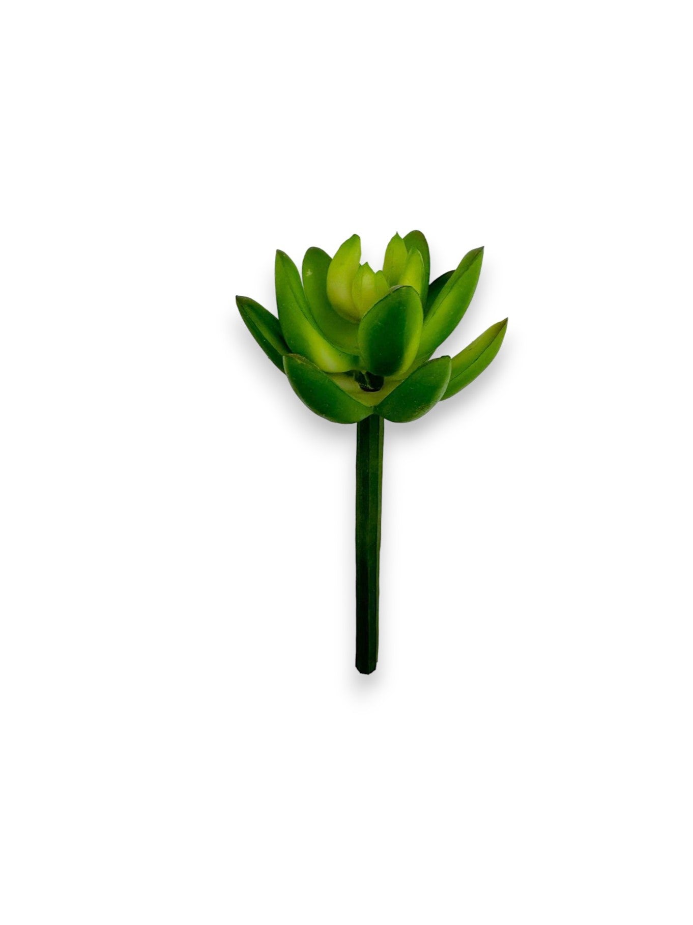 SUCCULENT 2"
