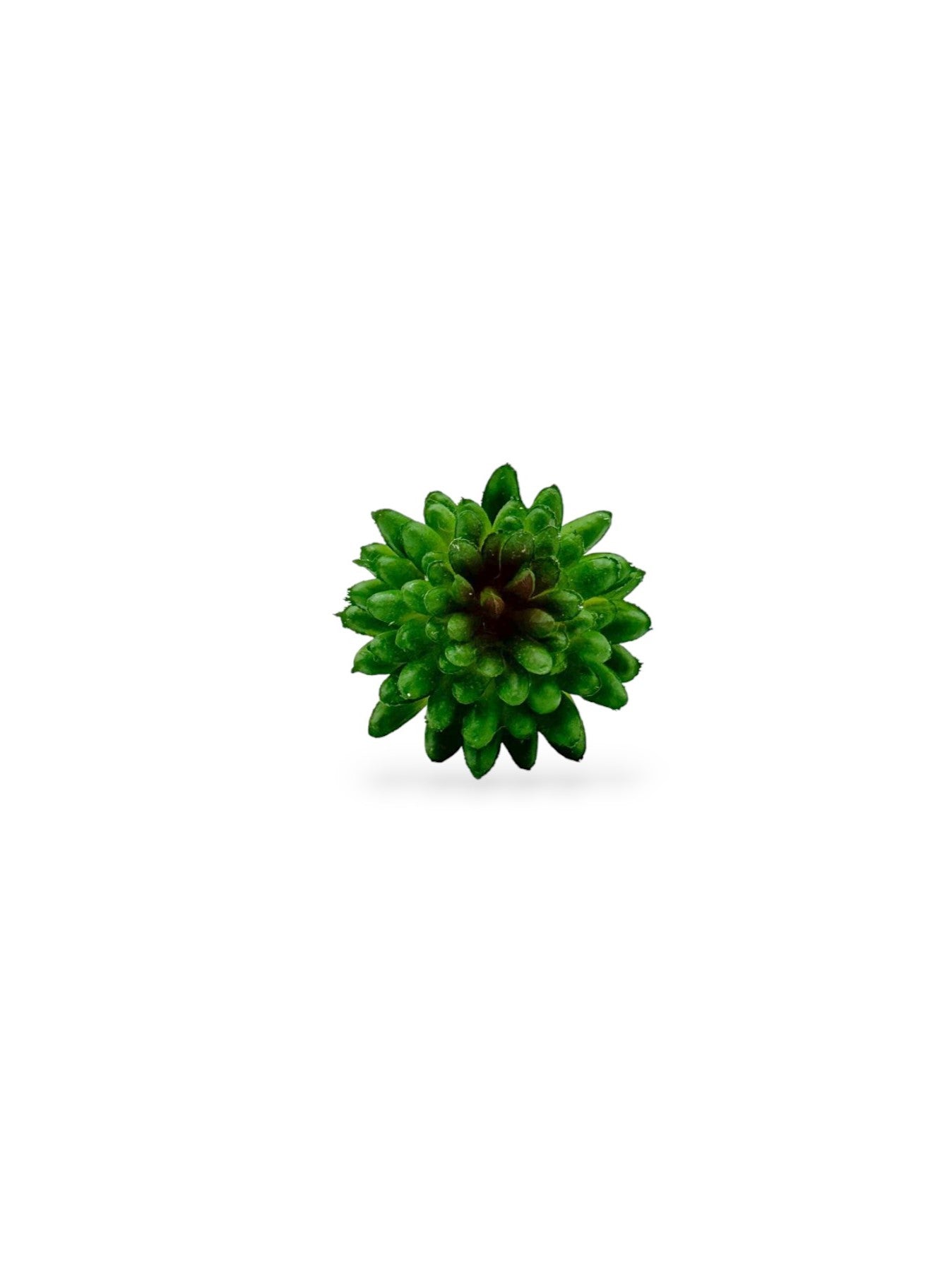MINI SUCCULENT 071