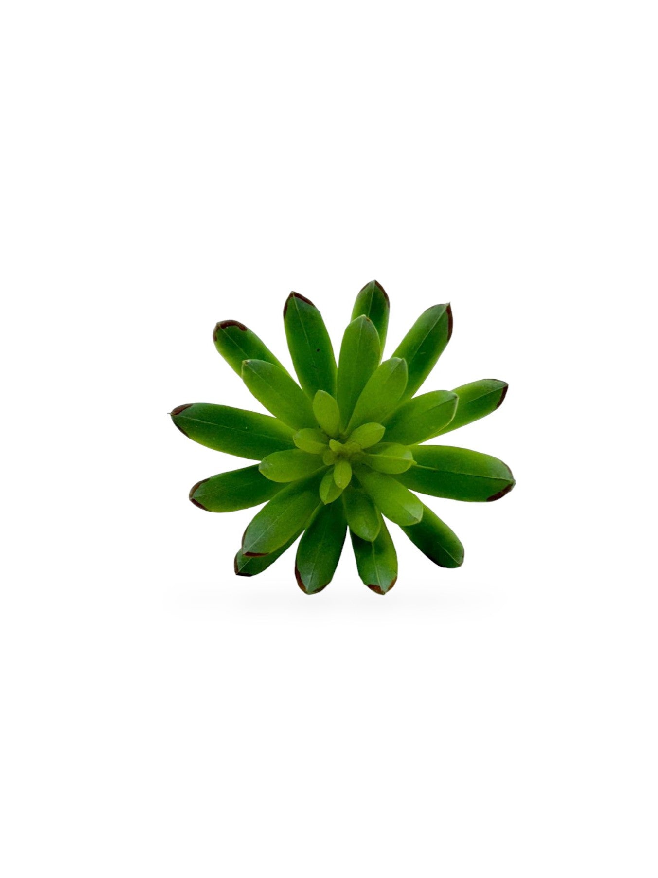 SUCCULENT PICK 116