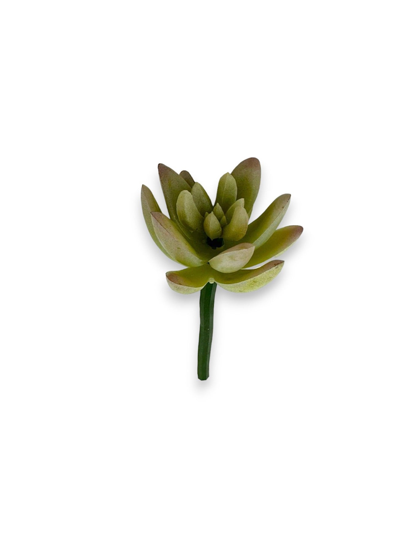 SUCCULENT 2"