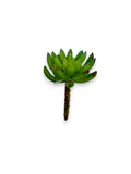 SUCCULENT PICK 116