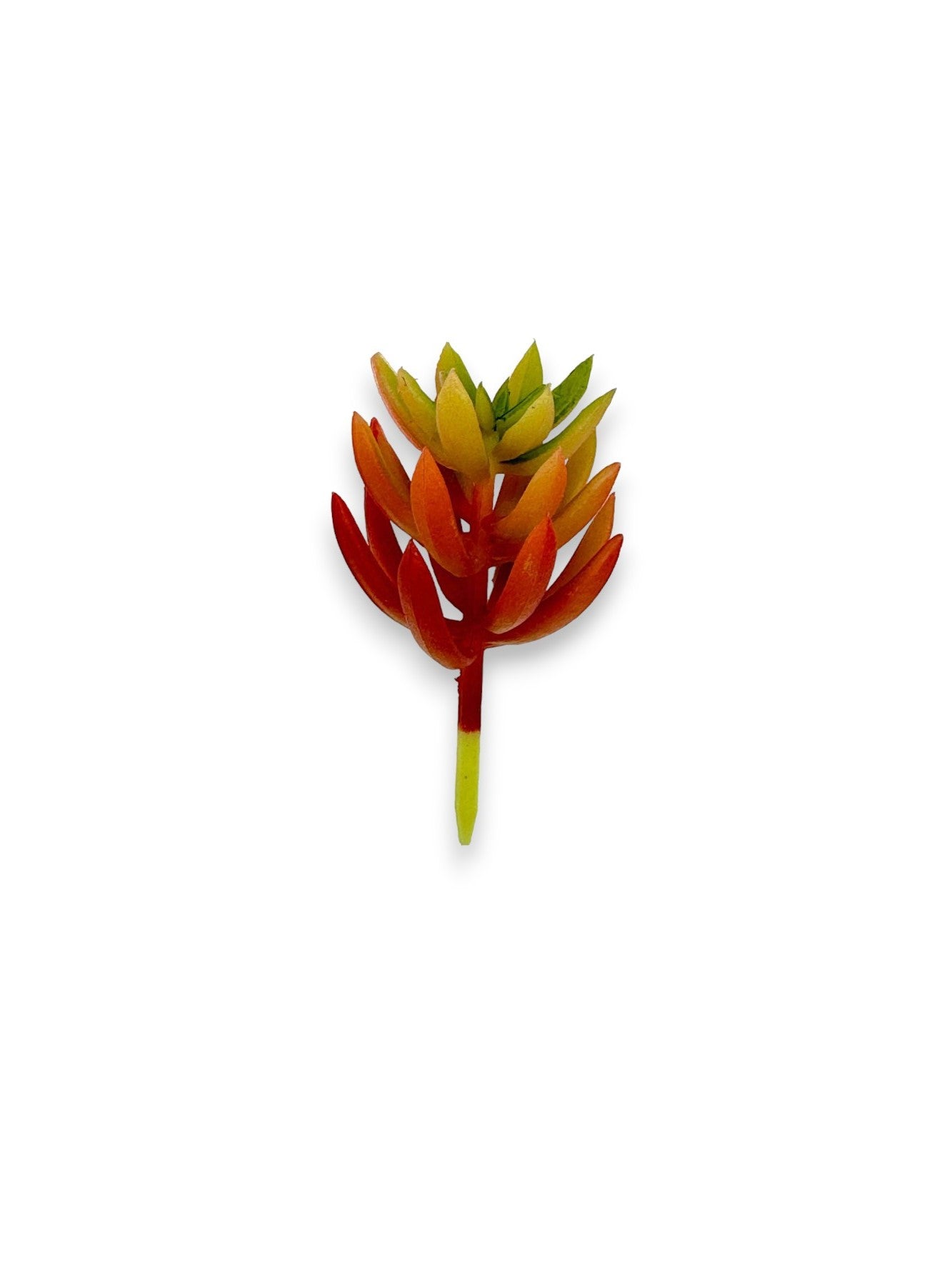 MINI SUCCULENT 068