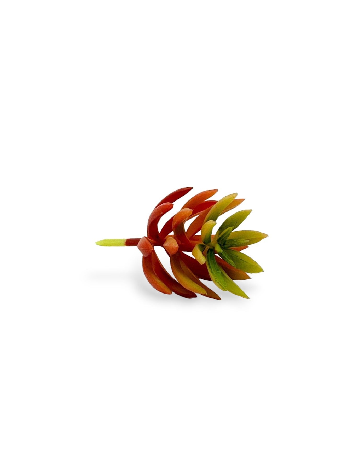 MINI SUCCULENT 068