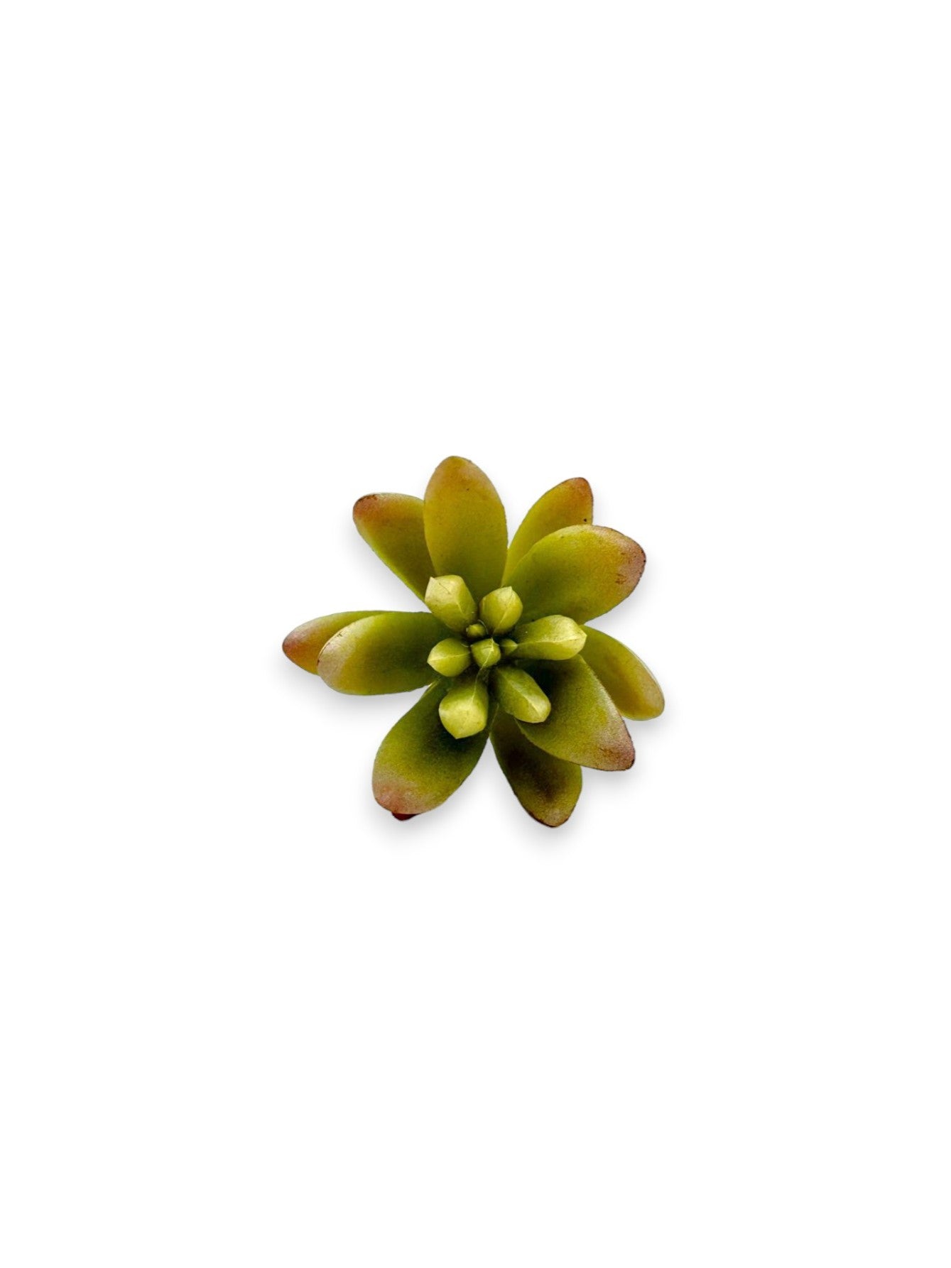 SUCCULENT 2"