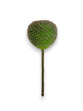 CACTUS PICK 8"