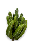 CACTUS PICK 9"