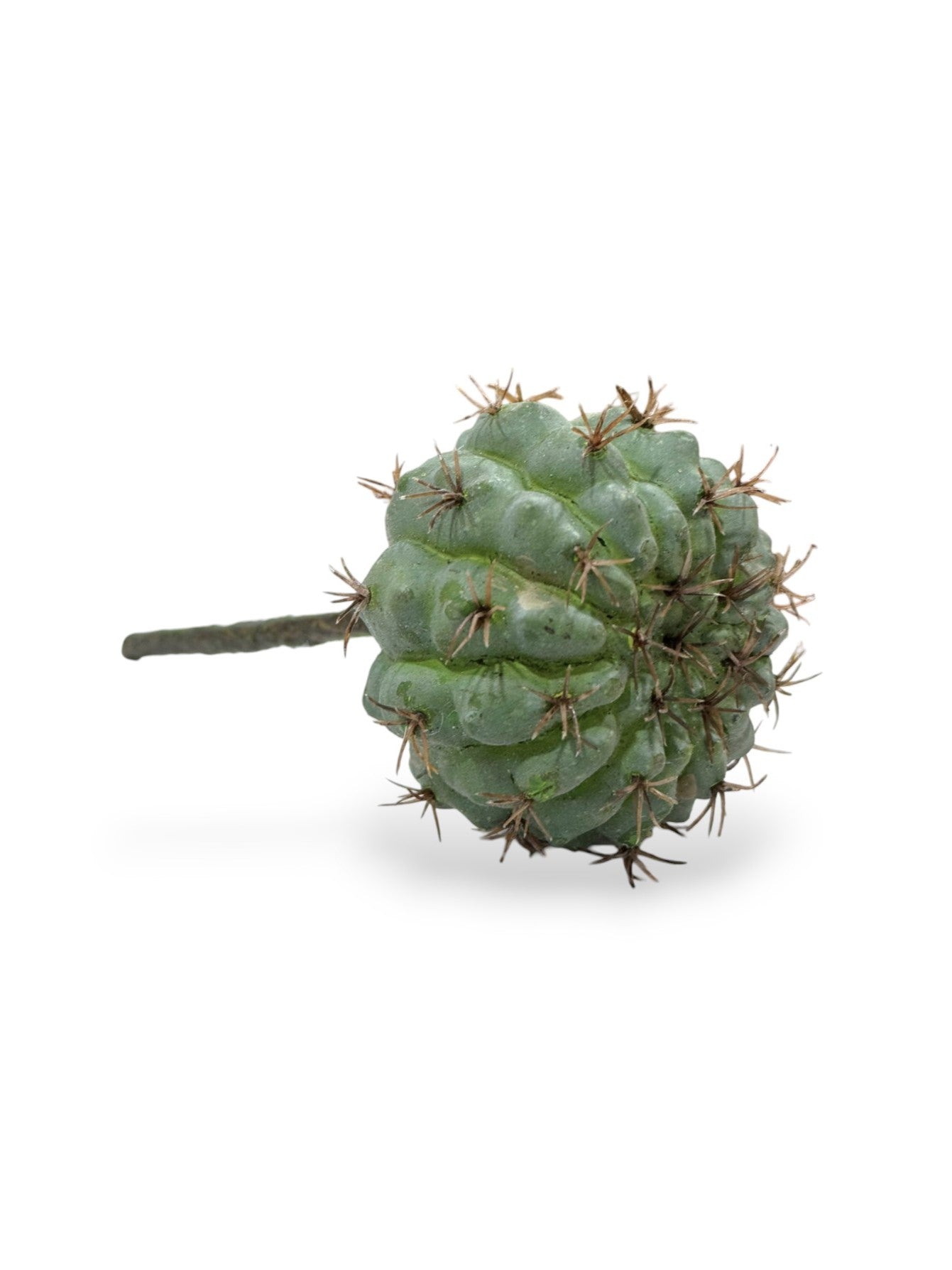 CACTUS PICK 7"