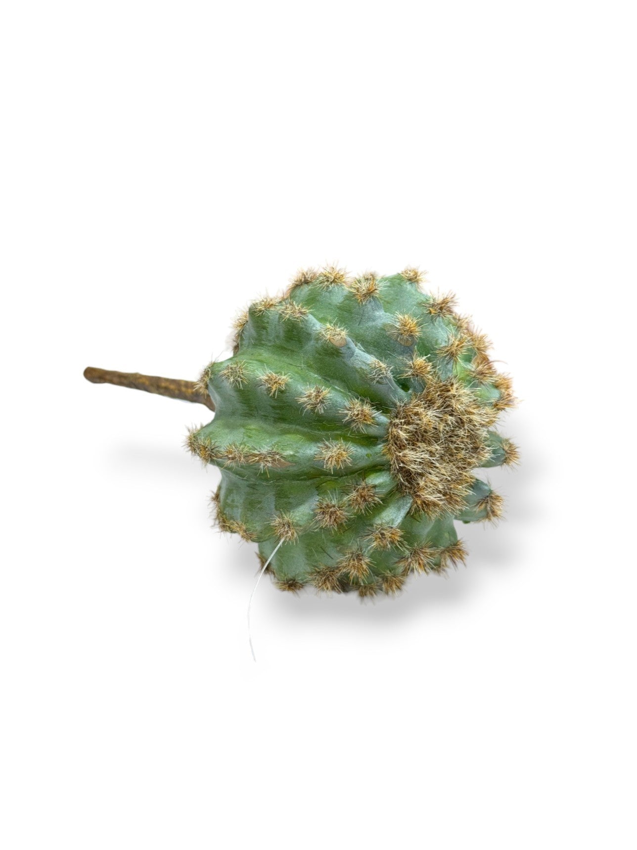 CACTUS STEM 8"