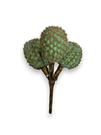 CACTUS PICK X3 8"