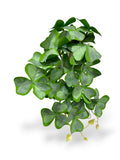 Clover Leaf Bush