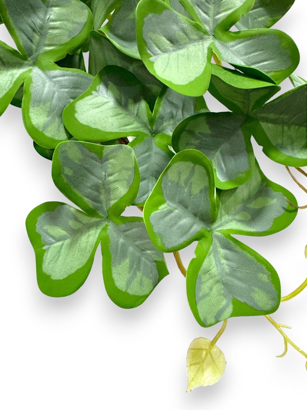 Clover Leaf Bush
