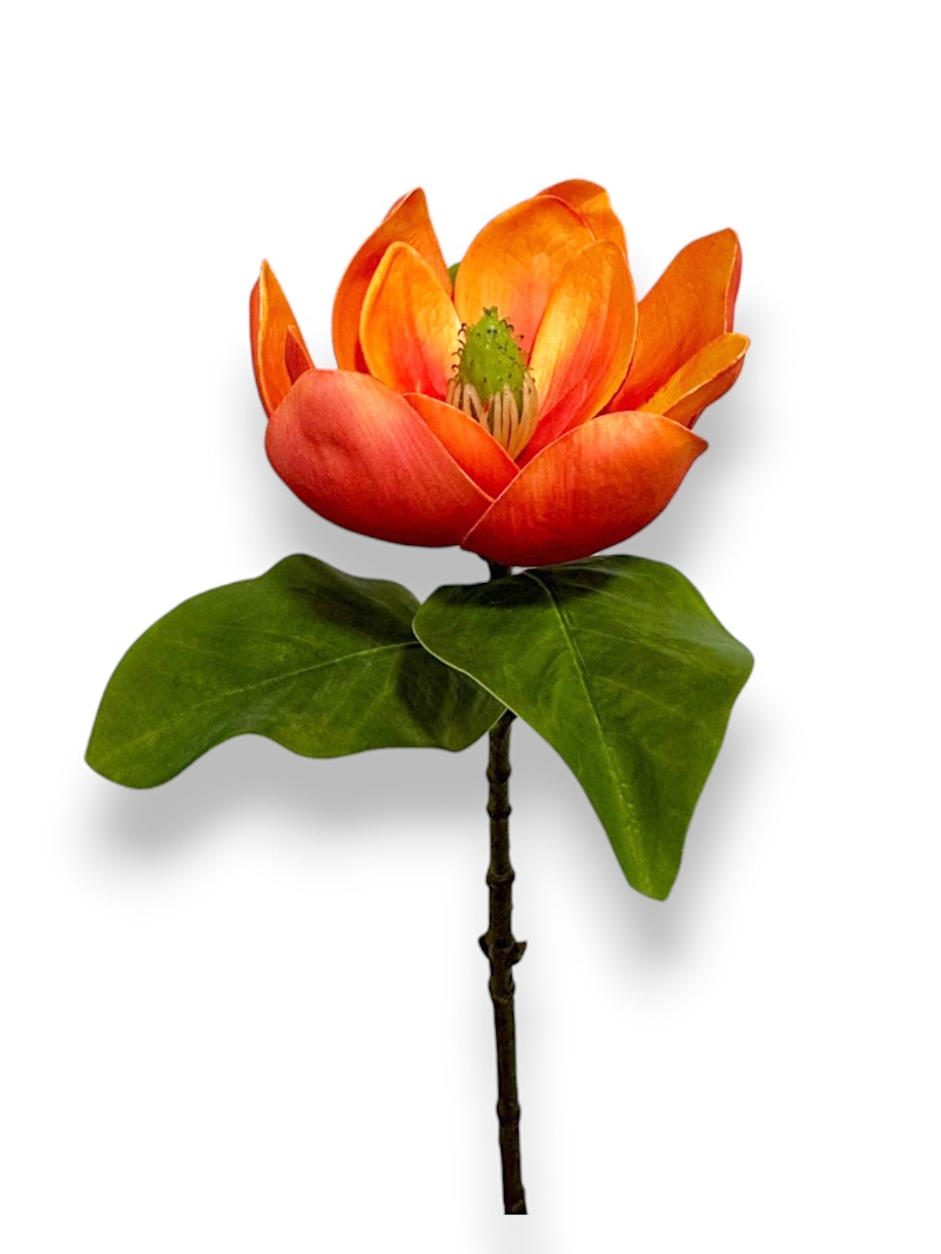 MAGNOLIA OPEN STEM 26"