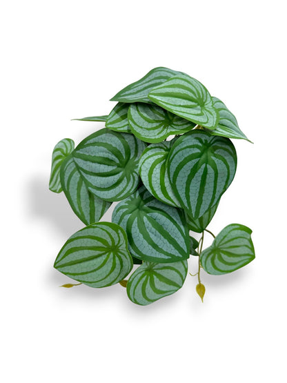 Watermelon Peperomia Leaf Bush