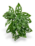 Monstera Obliqua Leaf Bush