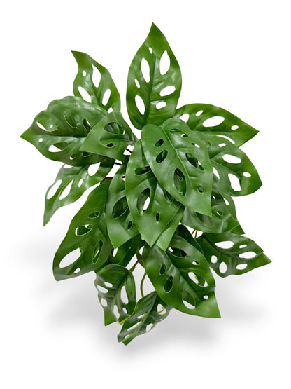 Monstera Obliqua Leaf Bush