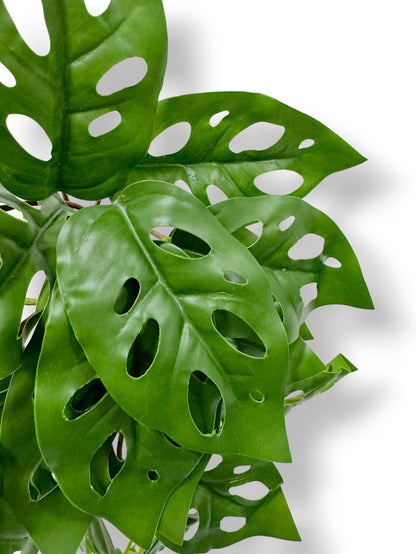 Monstera Obliqua Leaf Bush