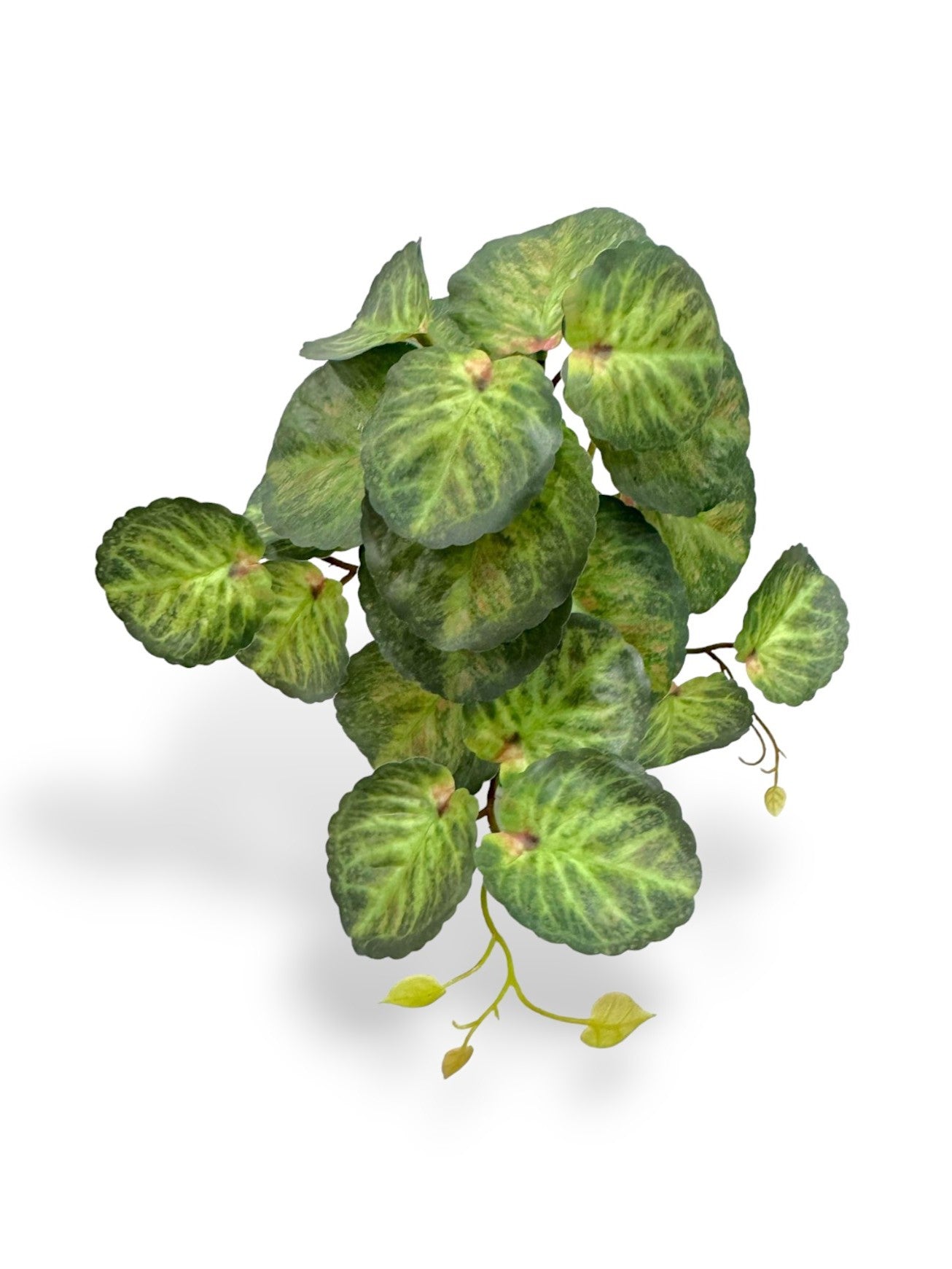 BEGONIA LEAF BH
