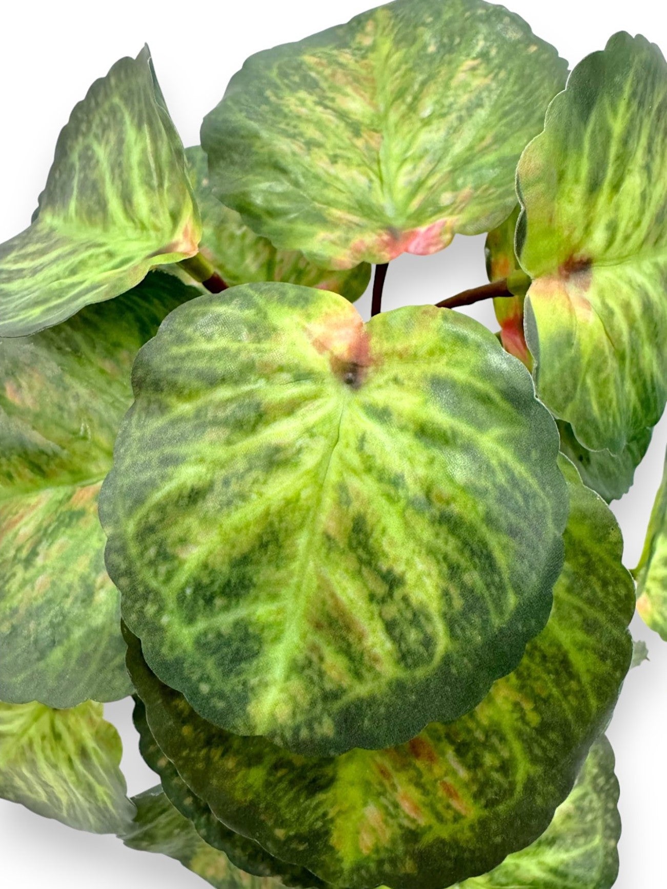 BEGONIA LEAF BH