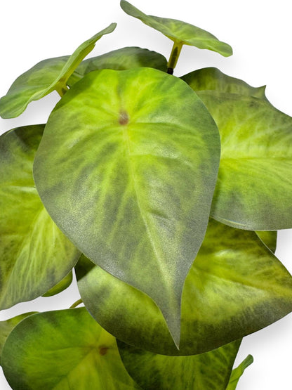 TARO LEAF BH 23LVS 10"