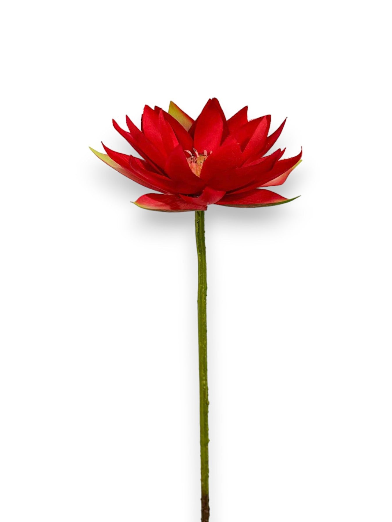 WATER LILY 20"