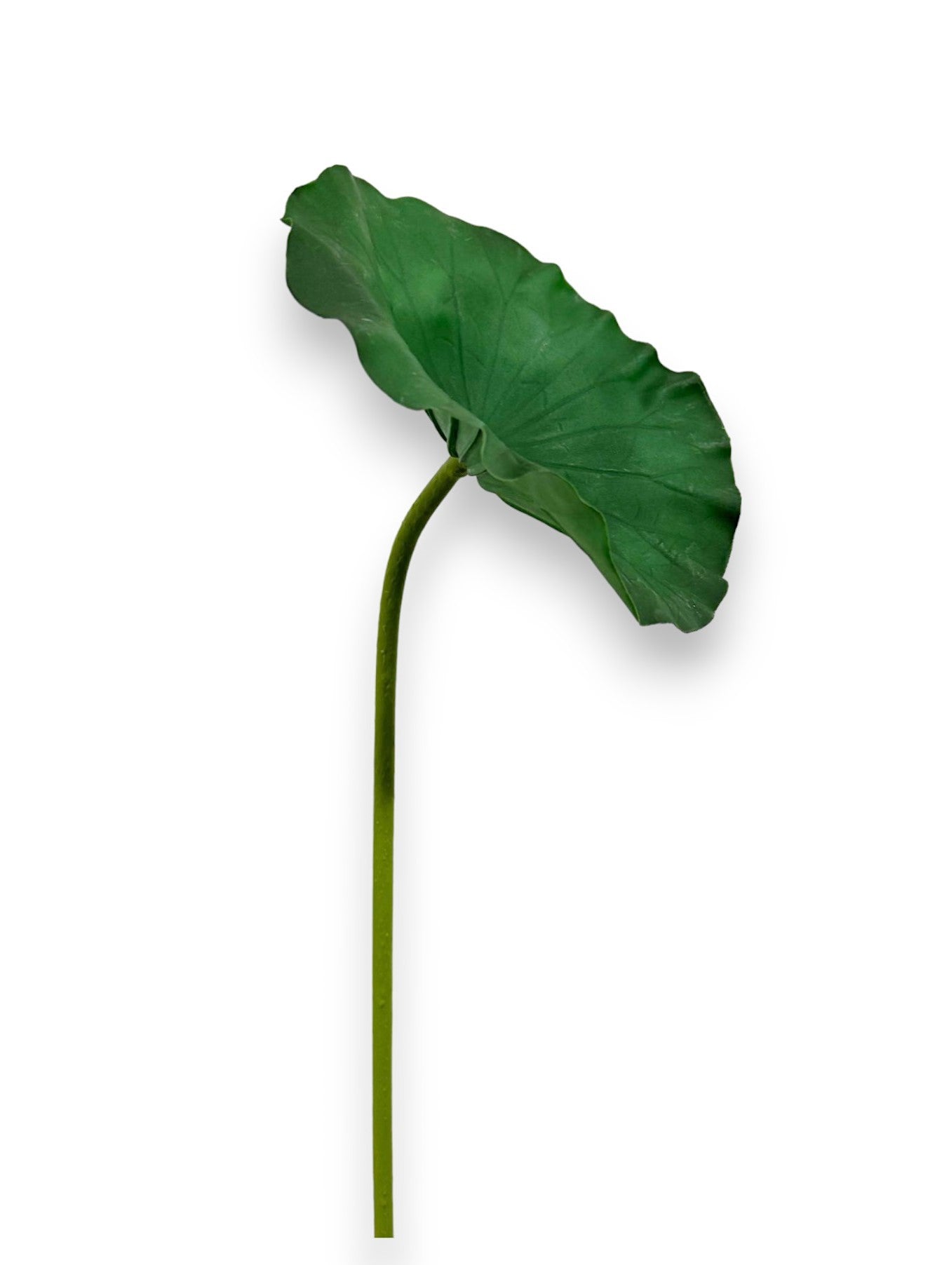 LOTUS LEAF RUBBER