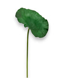 LOTUS LEAF RUBBER