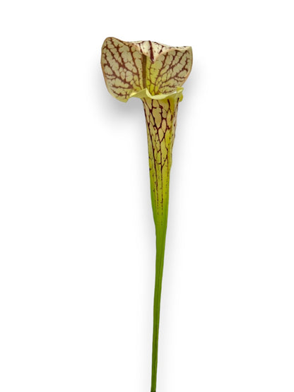 PITCHER PLANT SPRAY 28"