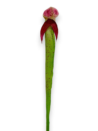 PITCHER PLANT