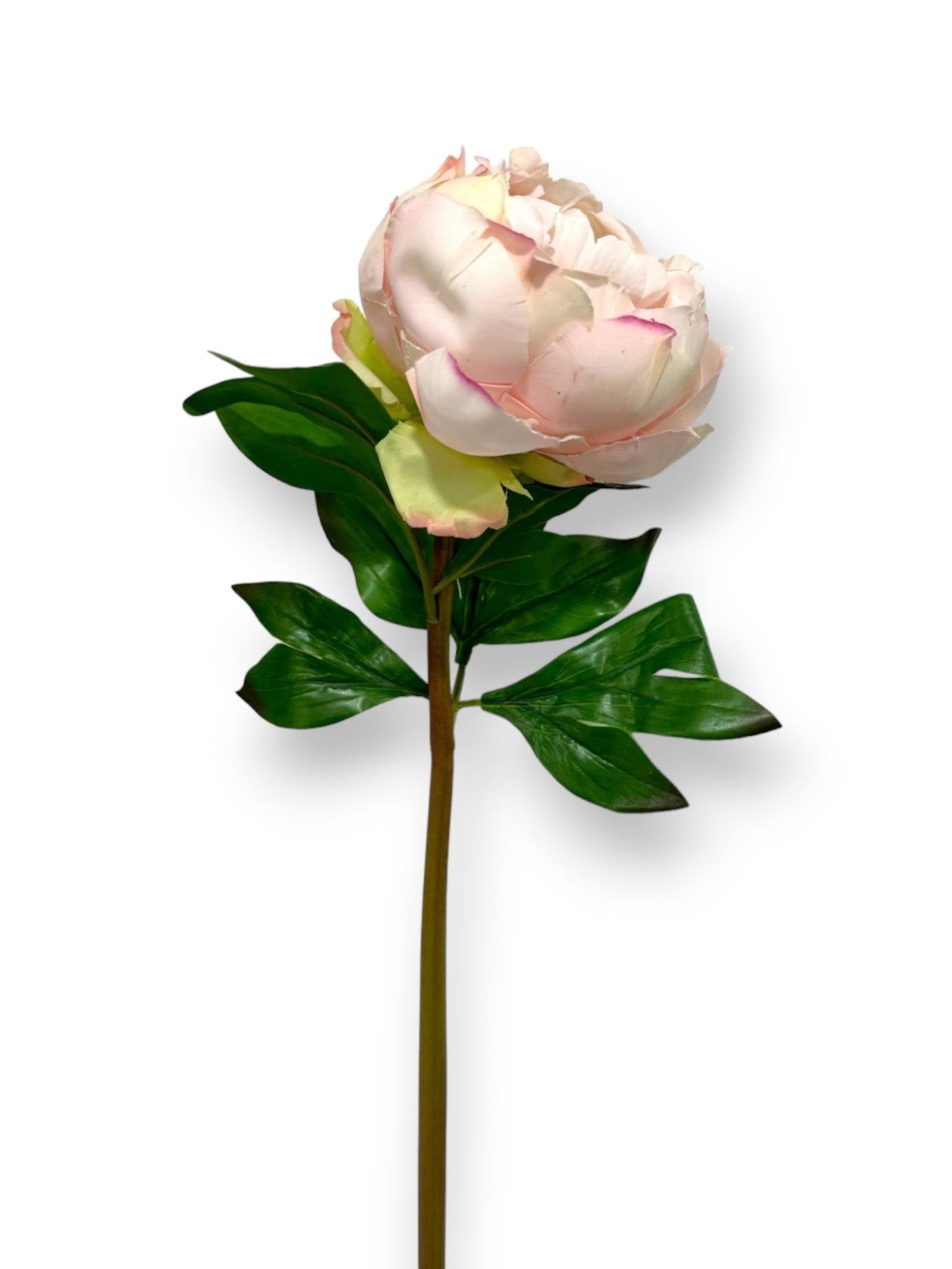 PEONY STEM REAL TOUCH 22"