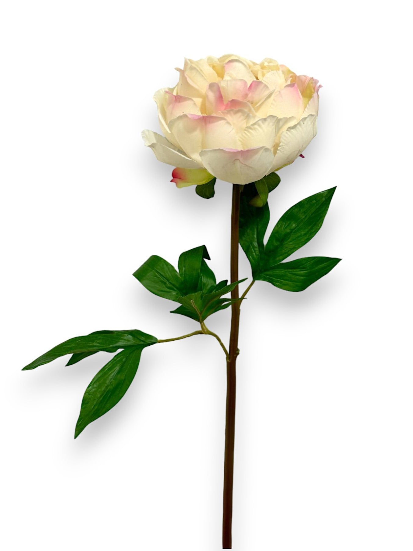 PEONY STEM 26" RT  NAT TOUCH