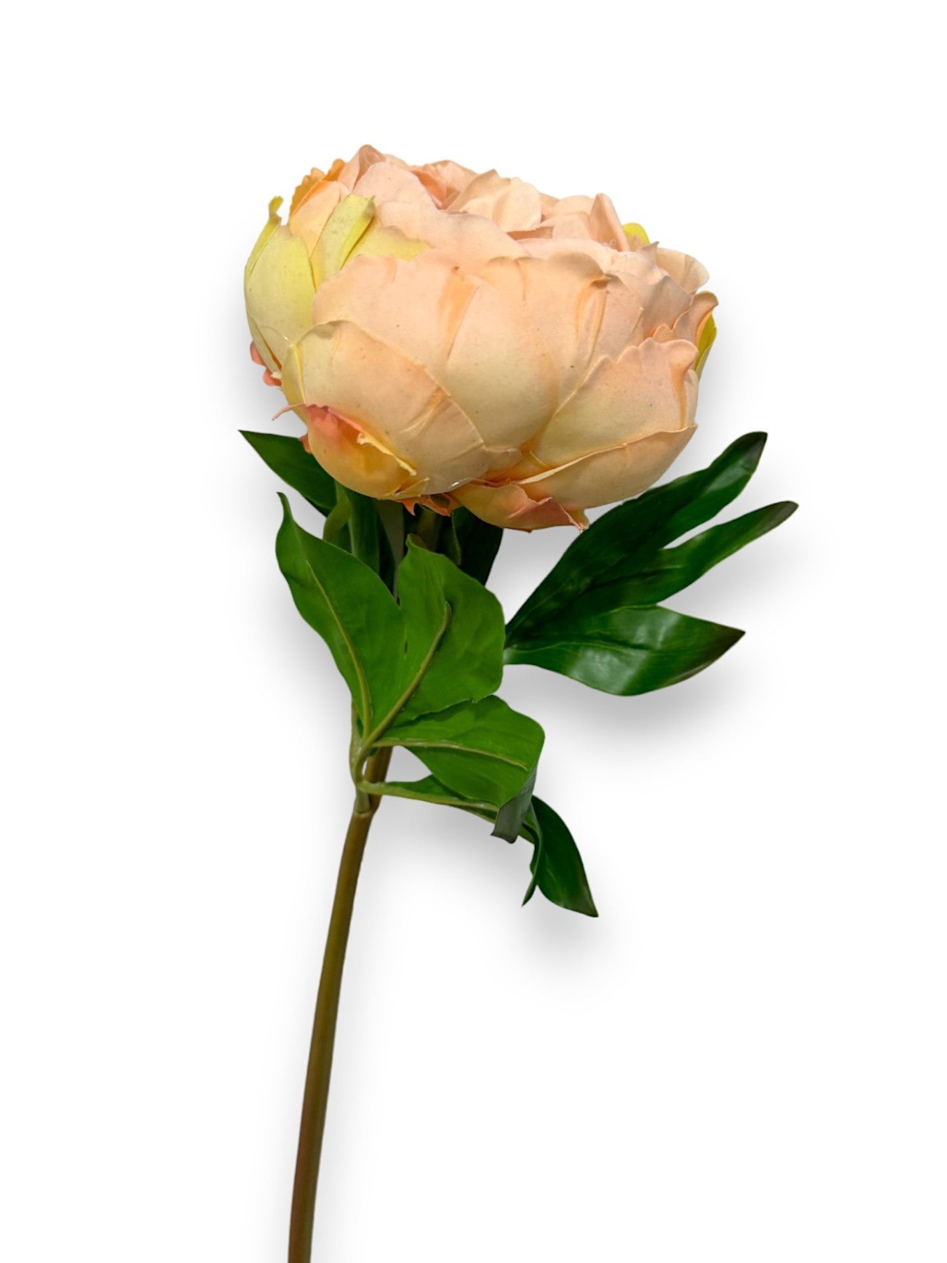 PEONY STEM REAL TOUCH 22"