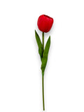 Single Tulip