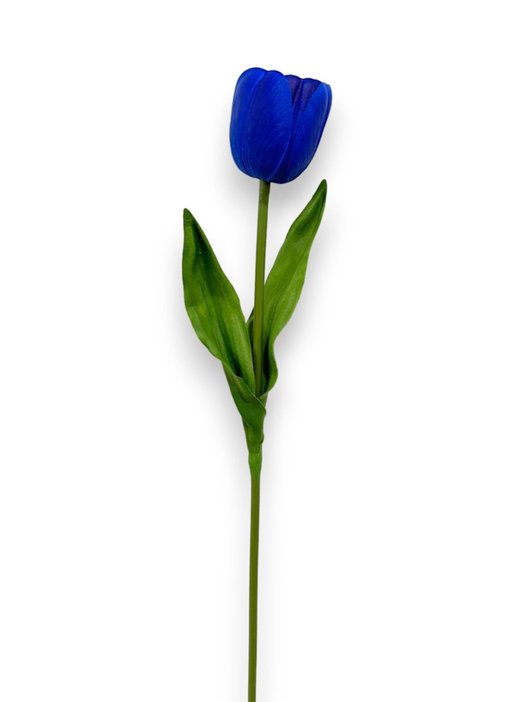 Single Tulip