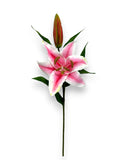 LILY STEM 29"