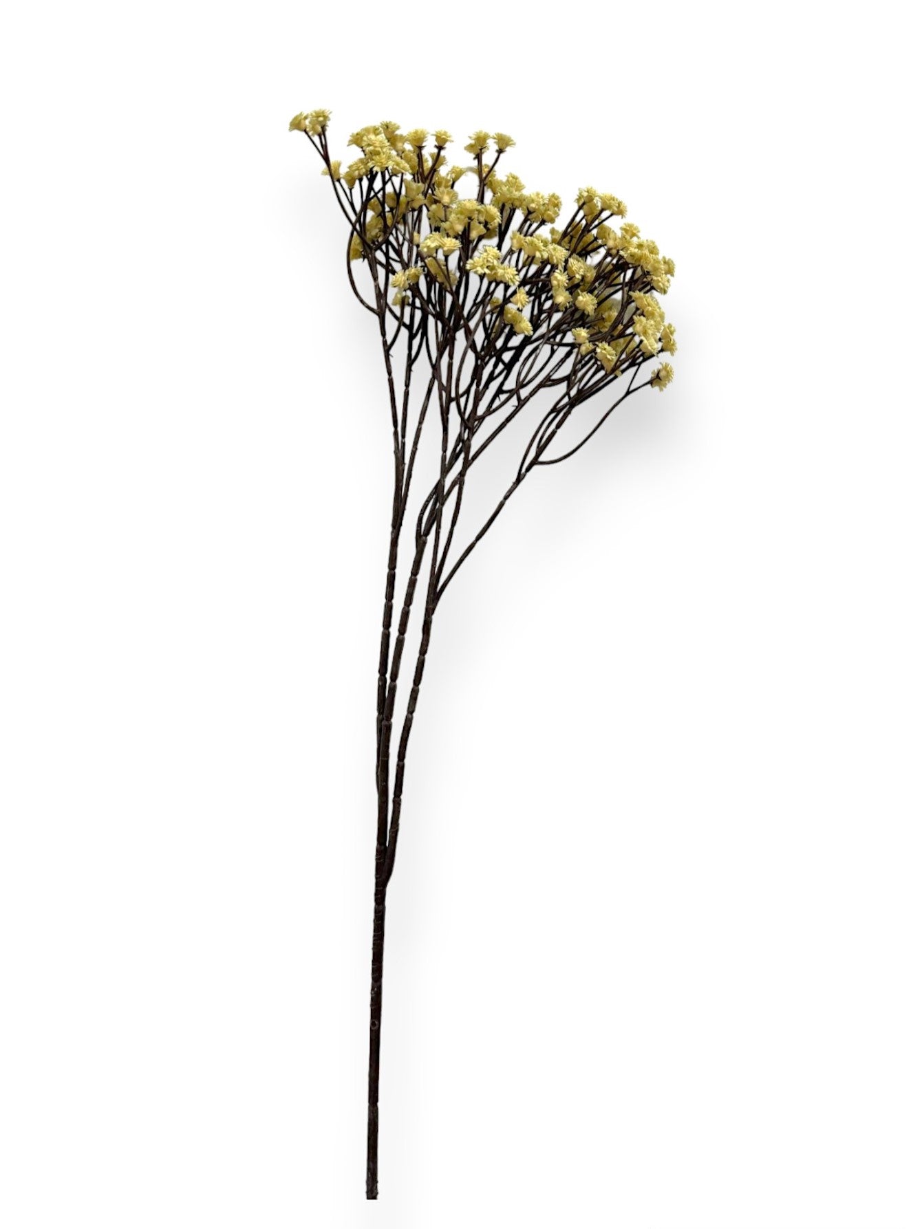 GYPSOPHILA BH 29.5"