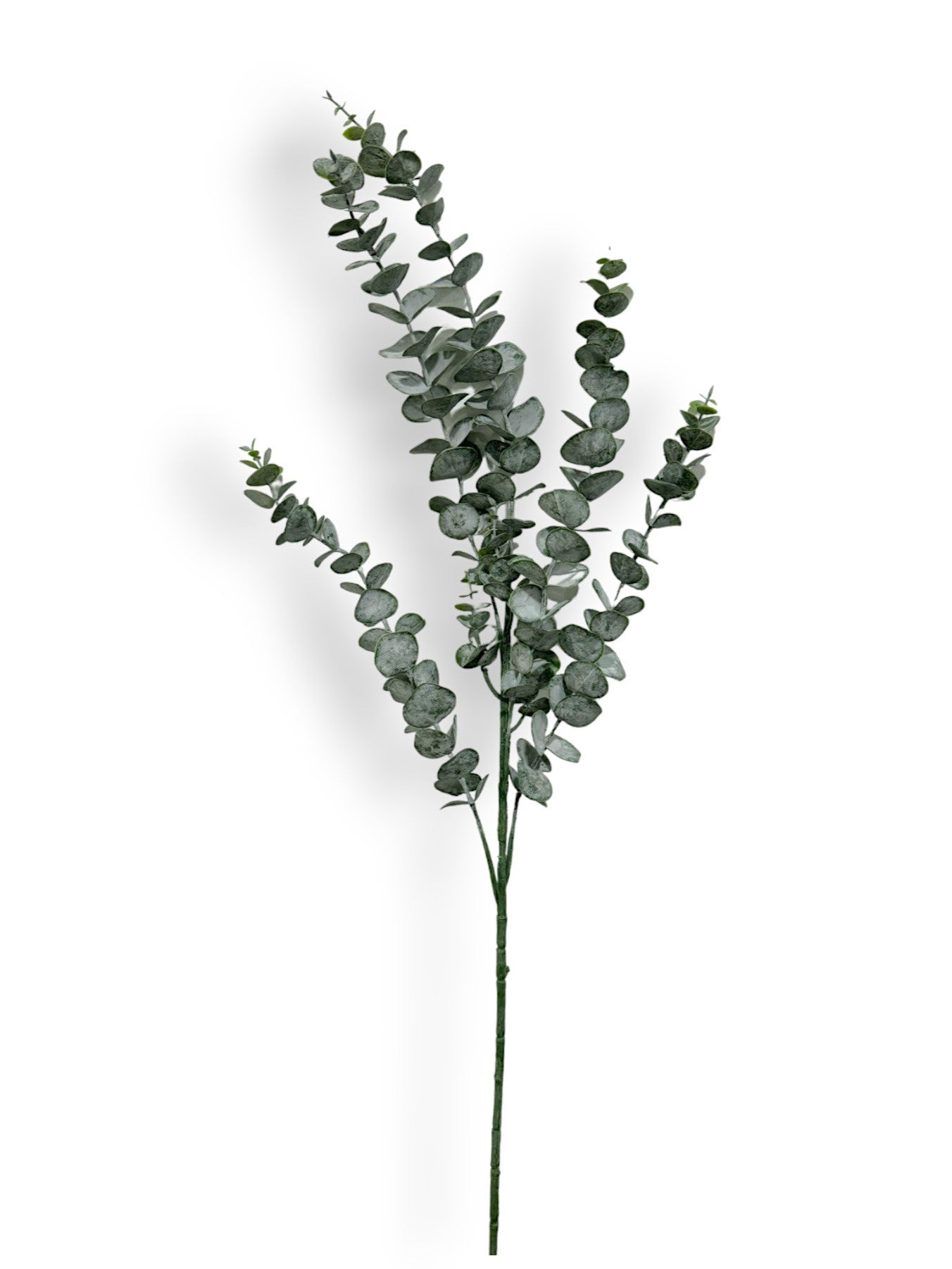 EUCALYPTUS SPRAY L