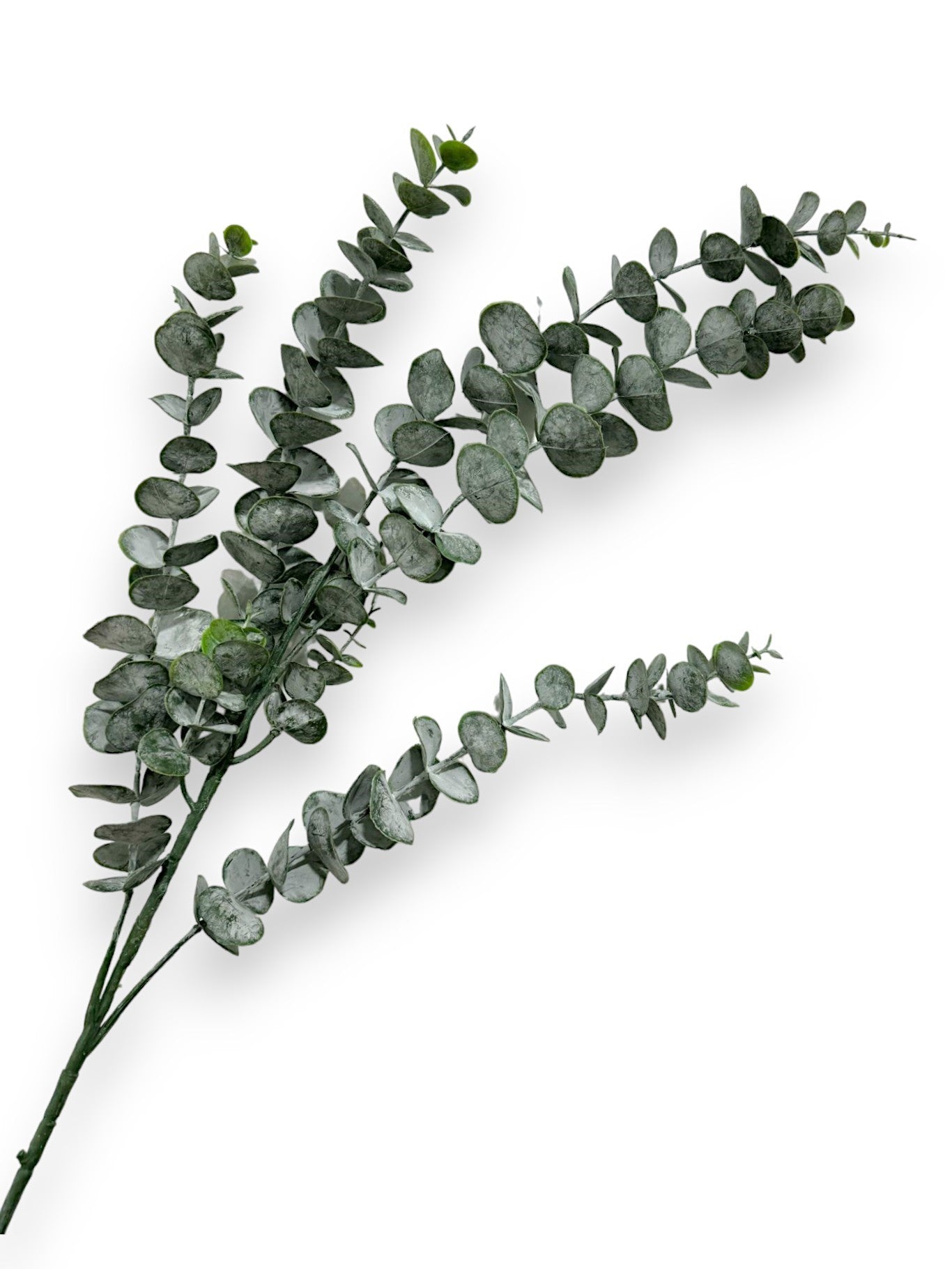 EUCALYPTUS SPRAY L