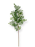 MAIDENHAIR FOLIAGE