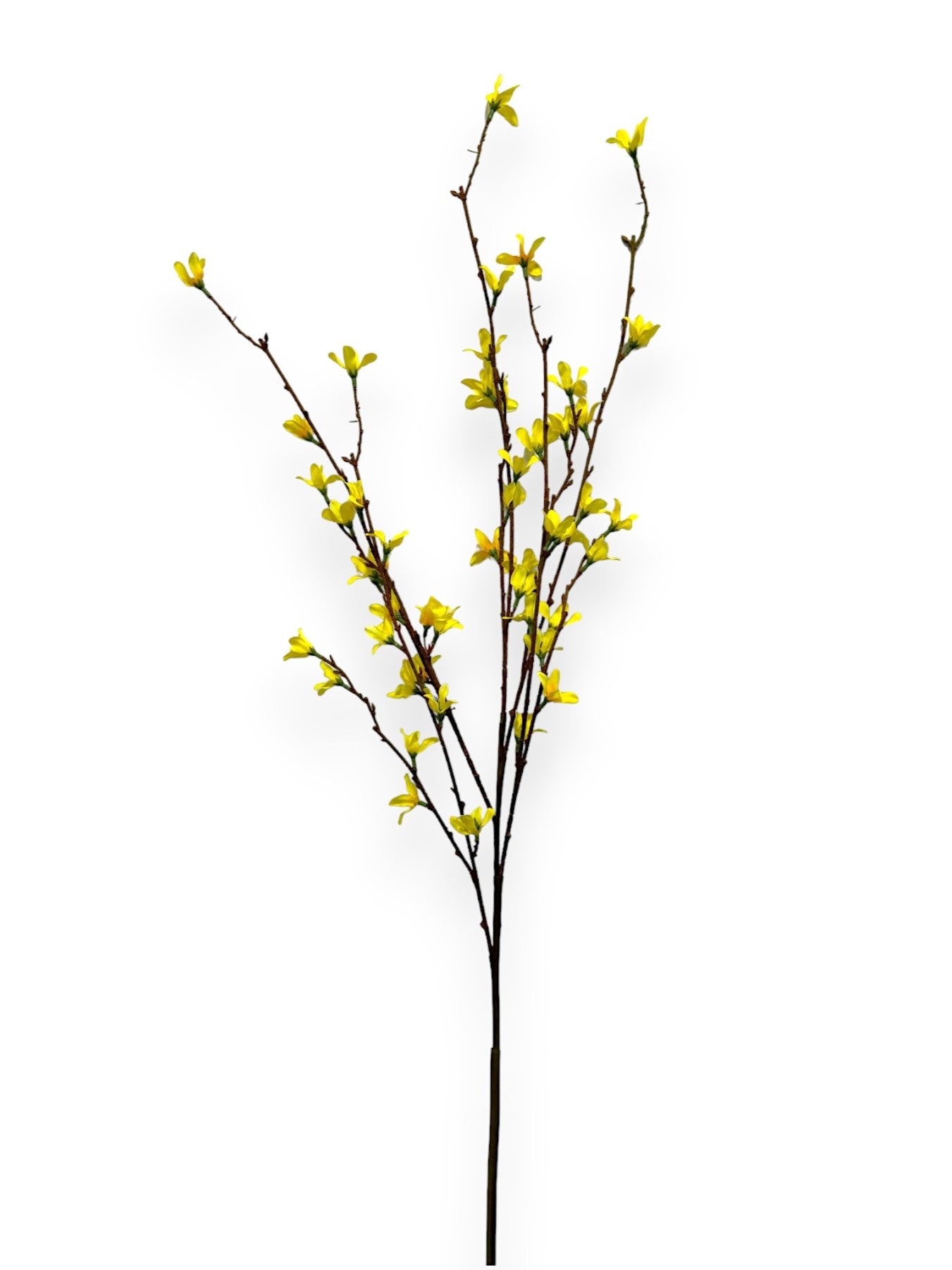 FORSYTHIA SPRAY