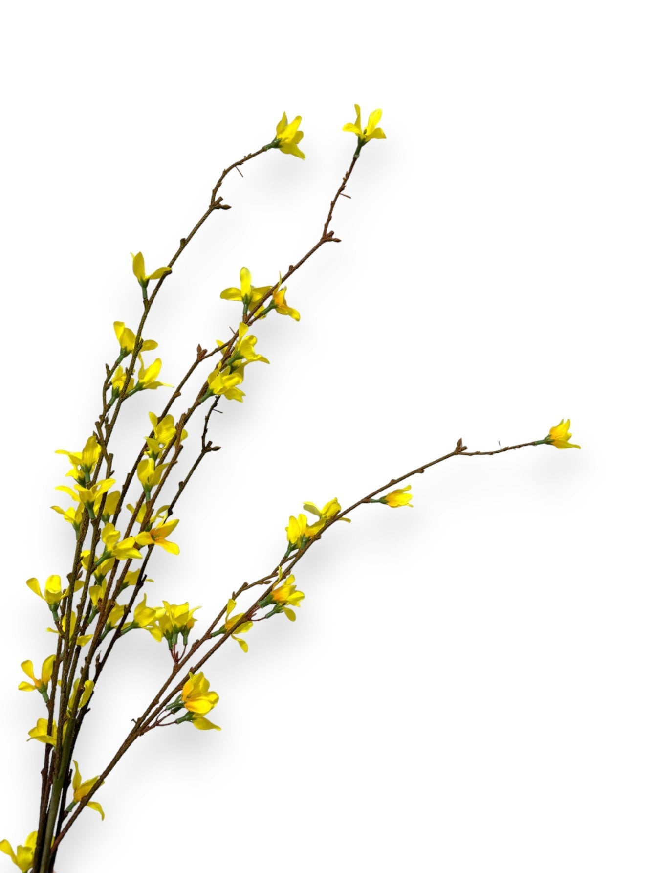 FORSYTHIA SPRAY