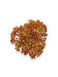 SEDUM BUNDLE