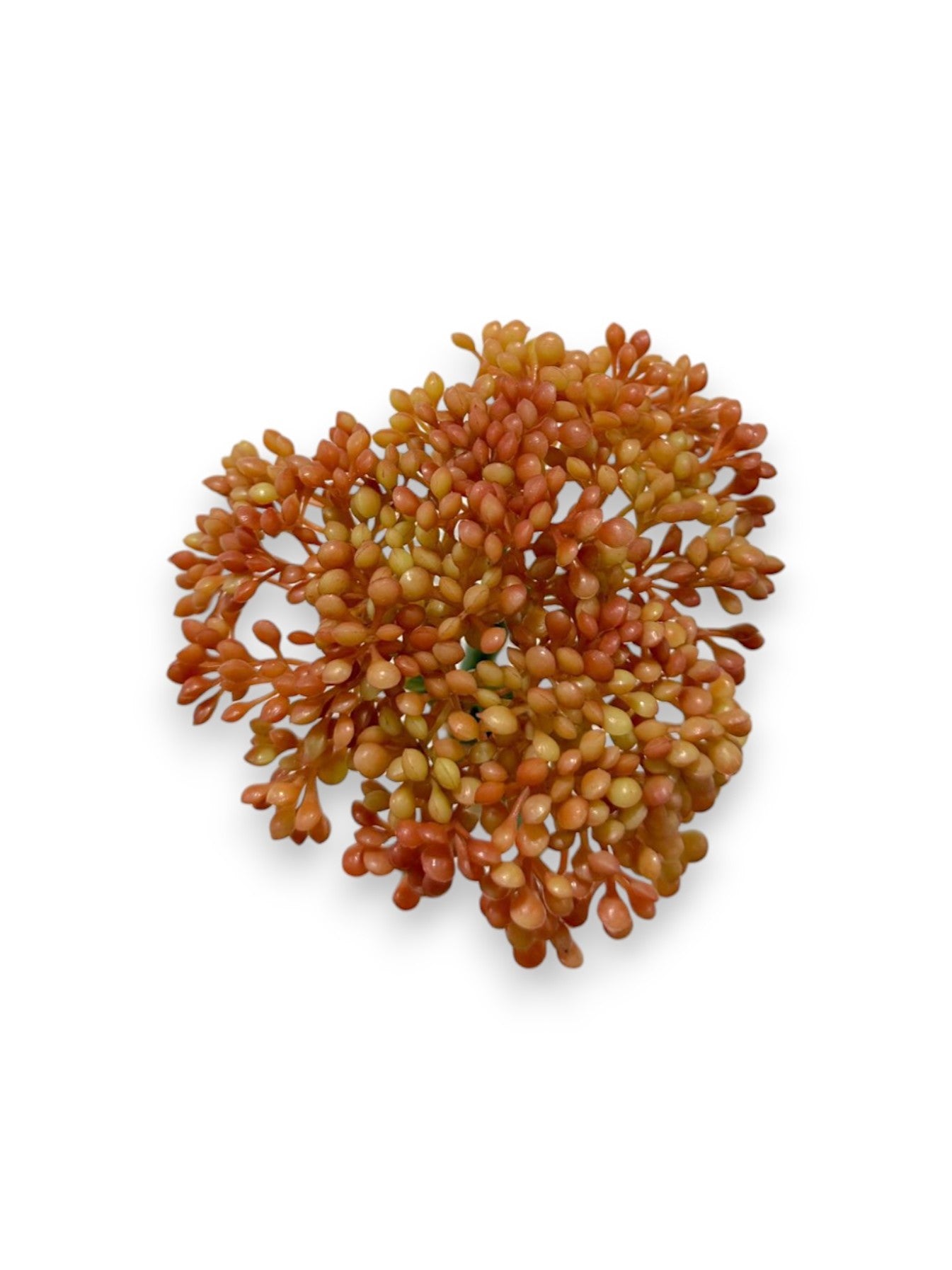 SEDUM BUNDLE