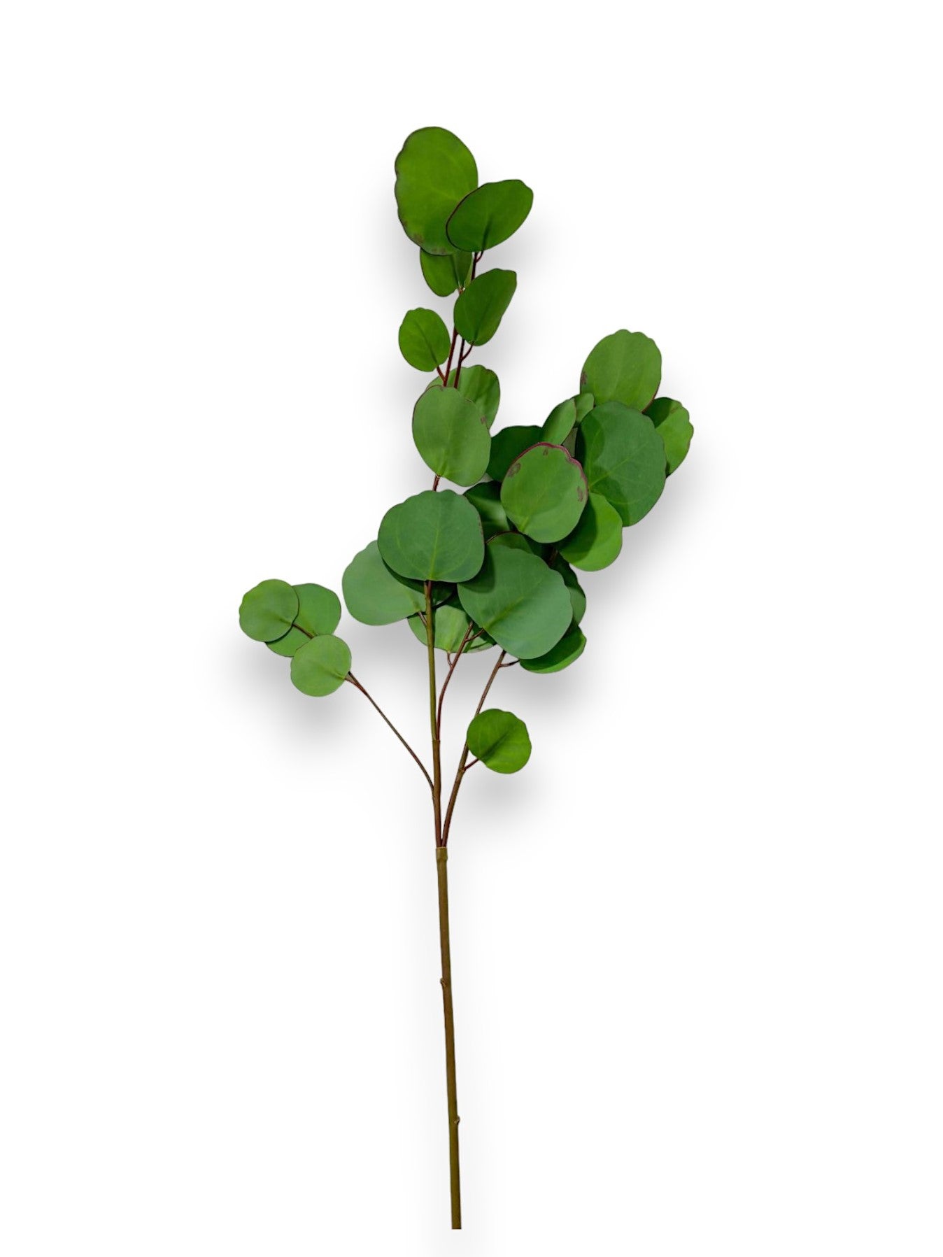 Gumdrop Eucalyptus 31"