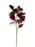 GUMDROP EUCALYPTUS SPR