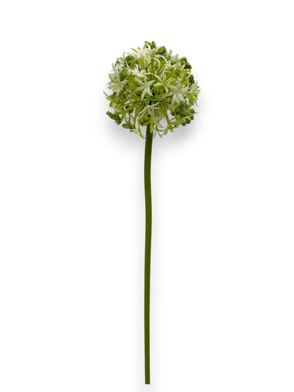 ALLIUM SPRAY 31"