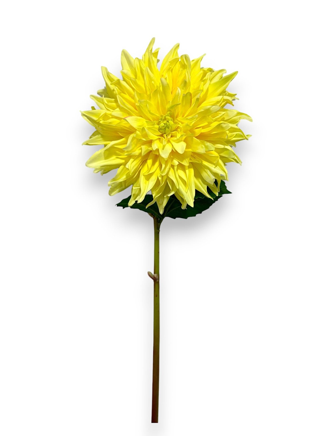 DAHLIA SPRAY GIANT 27"