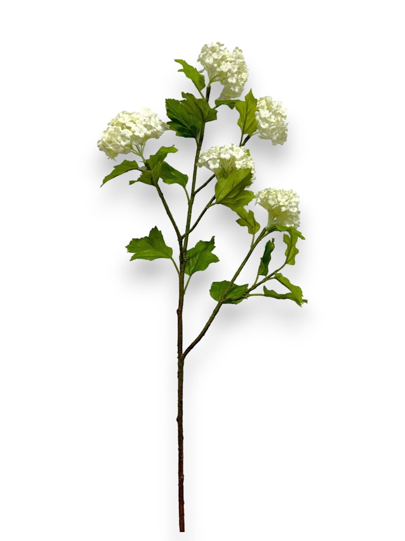SNOWBALL HYDRANGEAS SPRAY