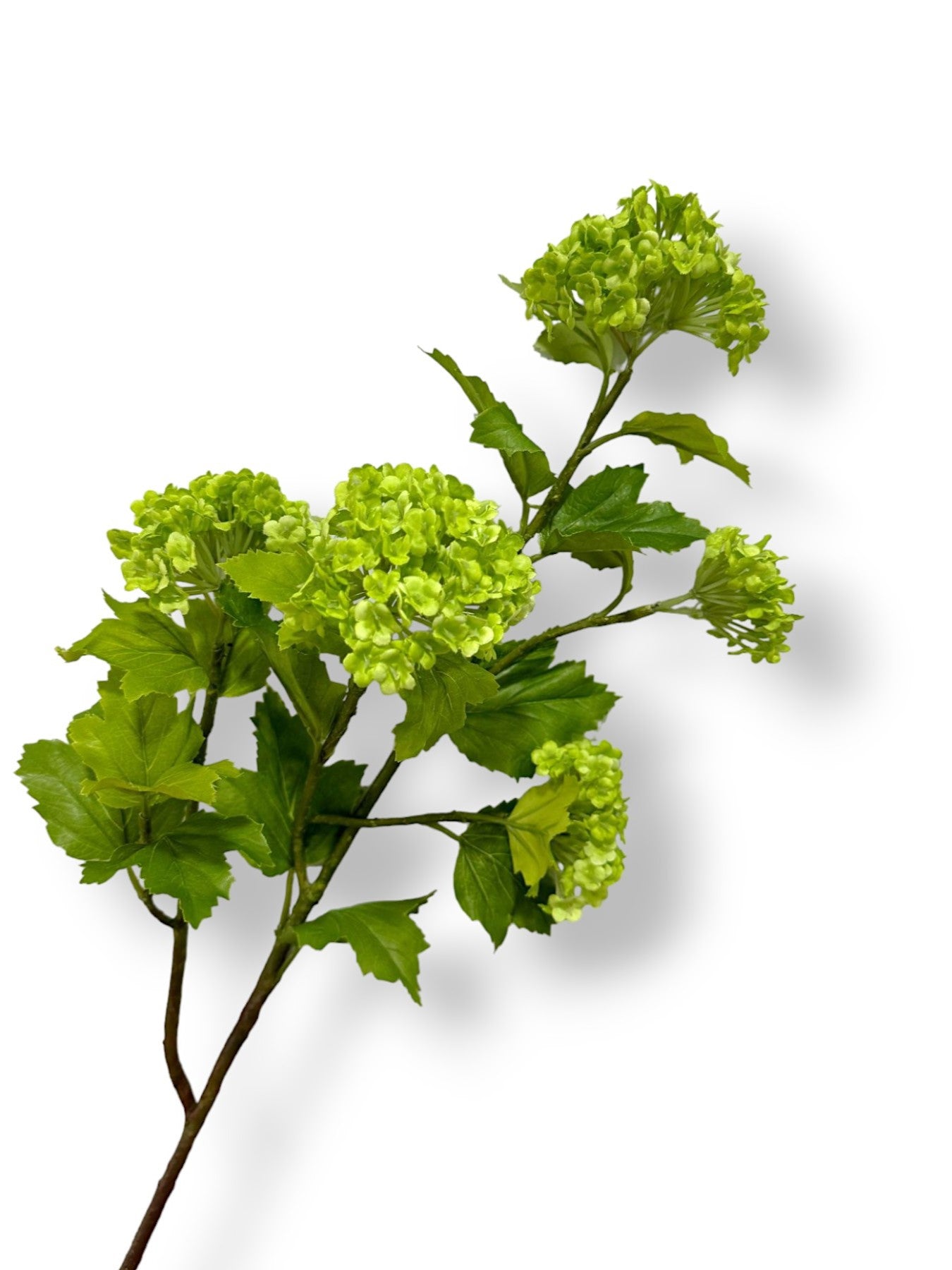 SNOWBALL HYDRANGEAS SPRAY
