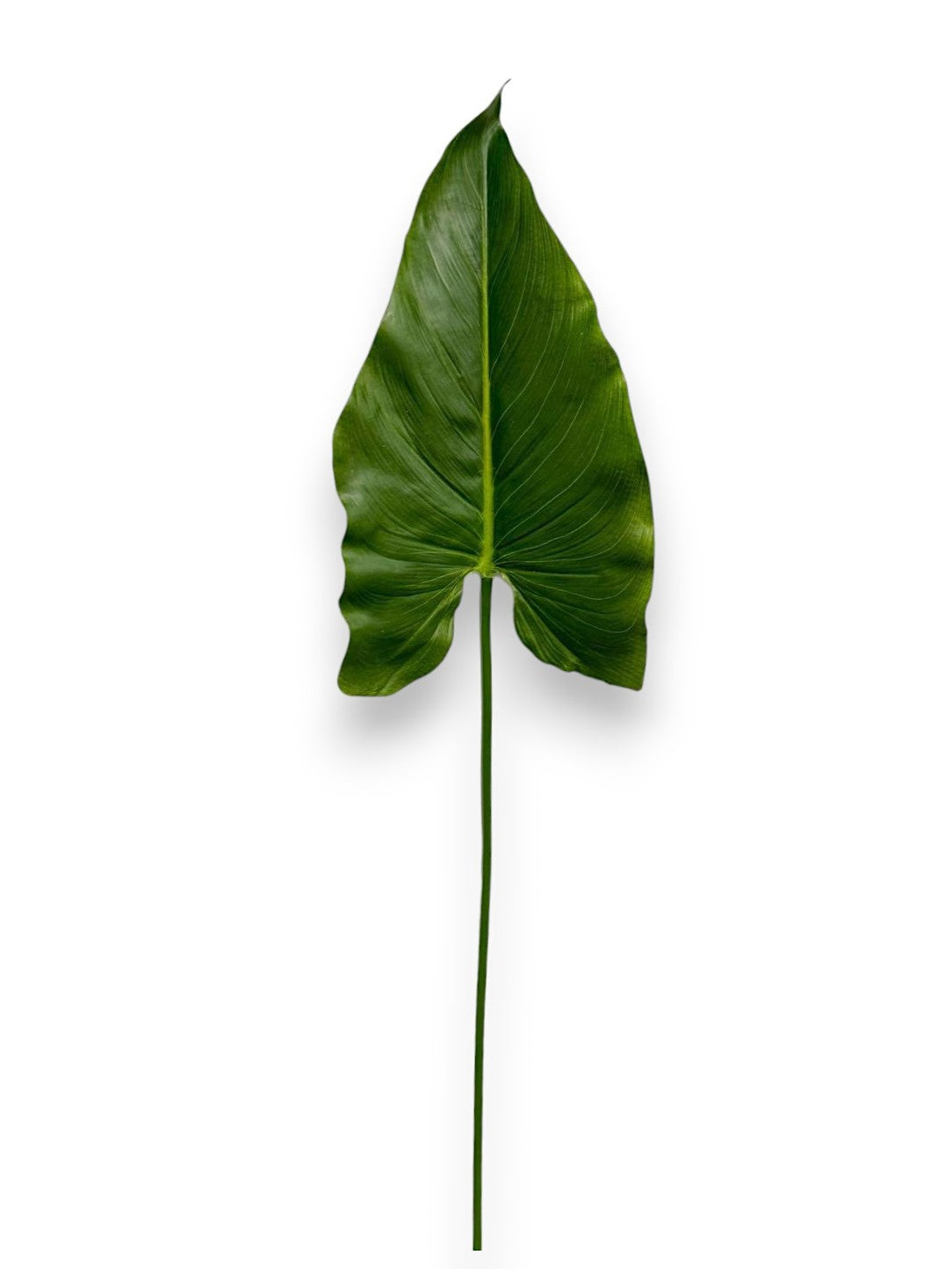 CALLA LEAF 32"