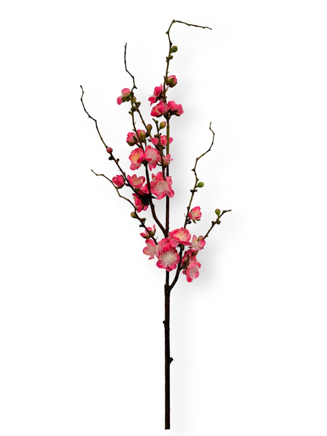 PLUM BLOSSOM BRANCH 37"